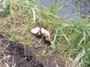 Children Blamed After Ducklings Killed in Bridgend Play Area Incident