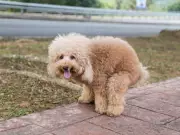 Chris Packham explains why dogs spin in circles before pooping