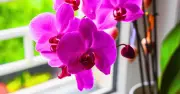 Clean Orchids with Lemon Juice for Longer Summer Blooms