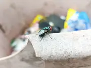 Cleaning Pro Reveals 1 Household Item That Repels Flies From Bins