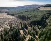 Commercial Forests and Biodiversity: Readers Debate Kielder and Tax Breaks