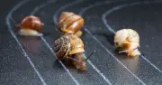 Council Cancels Snail Race After Activists Call It Cruel