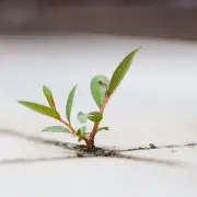Couple Finds Plant in Living Room, Discovers Major Home Issue