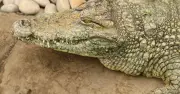 Crocodile Enclosure Reopens After Attack on Boy, 3
