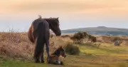 Dartmoor Ponies Face Cull Under Labour Biodiversity Plans