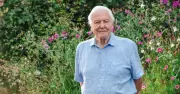 David Attenborough Urges Cat Owners to Add Bell to Collar to Save Birds