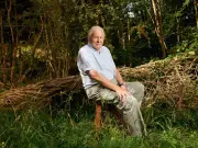 David Attenborough Urges Cat Owners to Make One Simple Change