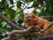Deadly Human Hepatitis B Found in Wild Amazon Monkeys for First Time