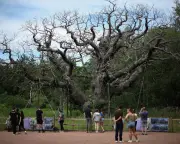Death of Major Oak Spurs Call for Better Tree Protection