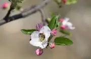 Declining Bee Populations Threaten Global Human Health and Nutrition