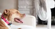 Dog Breeds Most at Risk of Heatstroke in UK Heatwave