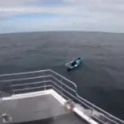Dog Drifting Alone on Kayak Rescued from North Sea by Brave Crew