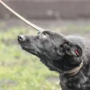 Dog Expert Reveals Common Sign Your Pet is Anxious