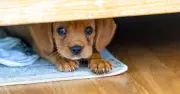 Dog Expert Reveals Heartbreaking Sign Your Pet Is Overwhelmed and Anxious