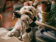 Dog Expert Reveals Why Your Pet Brings You a Toy When You Get Home