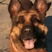 Dog Fires Gun, Bullet Stopped By Gaming PC Saves Gamer's Life