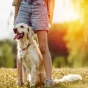 Dog Heatwave Warning: No Walks Above 30°C, Experts Urge Owners