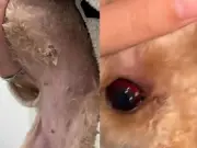 Dog Owner Claims Grooming Parlour Superglued Pet's Nipple Back On