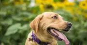 Dog Owners Face £500 Fine for Missing Microchipping Deadline