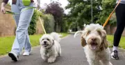 Dog Owners Warned: Avoid Early Morning Walks Due to High Pollen