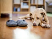 Dog Trainer Reveals 3 Essential Tips for Calming Your Pet When Left Home Alone