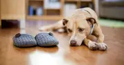 Dog Trainer Reveals 3 Tips for Leaving Your Pet Home Alone