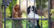 Dog Trainer Reveals Common Mistake Owners Make When Dogs Bark at Doorbell
