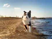 Dog Trainer Warns of 'Silent Killer' Sand Impaction After Beach Trips