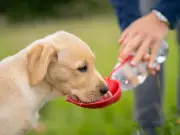 Dogs Trust Warns Against Forcing Dogs to Drink Water in Heatwave