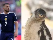 Edinburgh Zoo Names Penguin Chick After Scotland Hero John McGinn