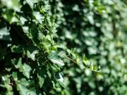 English Ivy Vanishes in 5 Days Using This Natural Household Item