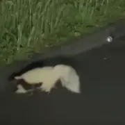 Escaped Pet Skunk Spotted on Road Near Scottish Village