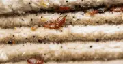 Europe's Most Bed Bug Infested City Named: It's Not Paris