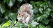 Ex-Royal Gardener Reveals Simple Kitchen Item to Keep Gardens Pest-Free