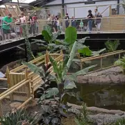 Expert: Crocodile Bite Would Have Been Catastrophic in Zoo Incident