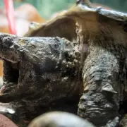 Extremely Dangerous Snapping Turtle Sparks Panic at UK Beauty Spot