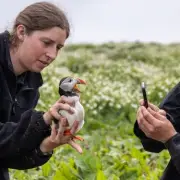 Farne Islands 2026 Puffin Census Underway: Rangers Begin Vital Count
