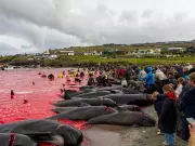 Faroe Islands Whale Hunt: Sea Turns Red as Hundreds Slaughtered