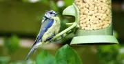 Feed Birds Without Attracting Rats: Use Chilli Powder in Garden in June