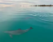 Female Dolphins Avoid Aggressive Males Using Memory of Their Calls