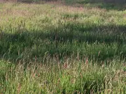 Find the Hidden Toad in This Grass Brainteaser in 10 Seconds