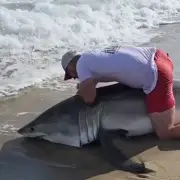 Fisherman Wrestles Great White Shark Bare-Handed to Retrieve Hook
