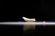 Flesh-Eating Fly Reemerges in Texas After 60 Years, Threatens Livestock