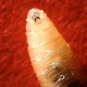 Flesh-Eating New World Screwworm Spreads to Second US State