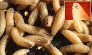Flesh-Eating Parasite Reaches US for First Time Since 1966