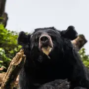 Florida Man, 89, Killed by Rabid Black Bear in Horrific Attack