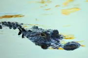 Florida Man Sues Airboat Firm After Alligator Bites His Face