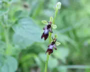 Fly Orchid: A Tiny Deceptive Wonder on the South Downs
