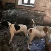 Former Crufts winner Lynda Cooper banned from owning dogs after 77 starving dogs rescued