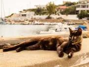 Free Rent in Greece at Cat Sanctuary – Bills Paid, Must Love Cats